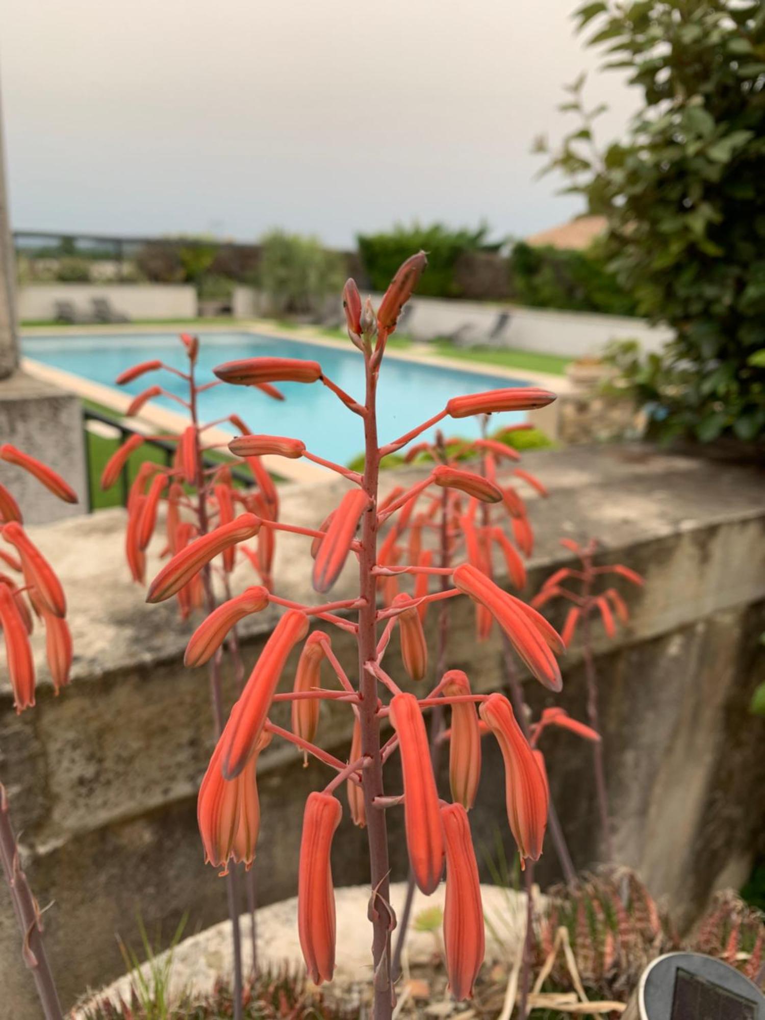 Domaine Forvent Bed & Breakfast Saint-Julien-de-Peyrolas Екстериор снимка